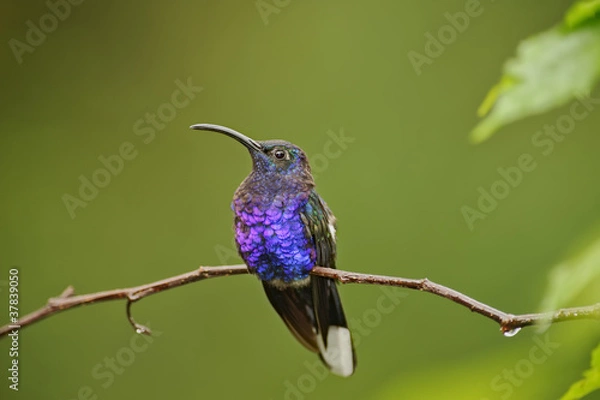 Obraz Resting Hummingbird
