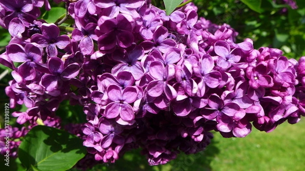 Obraz Wunderschöner Flieder, Pewsum