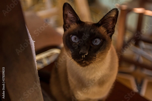 Fototapeta portrait of a cat