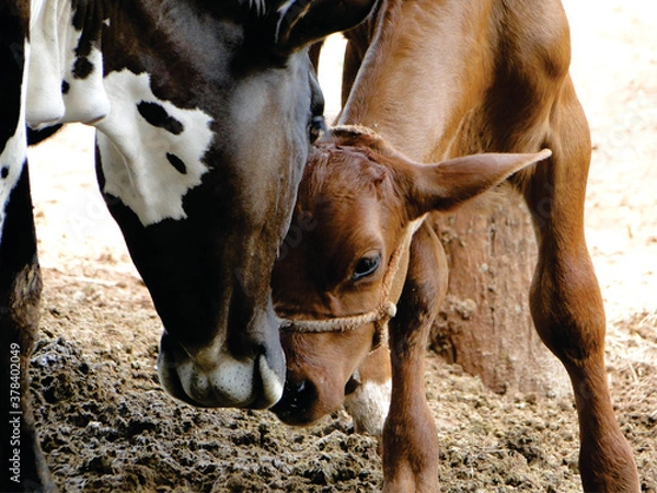 Obraz calf in the farm
