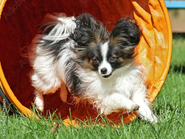 Obraz Agility - Papillon im Tunnel