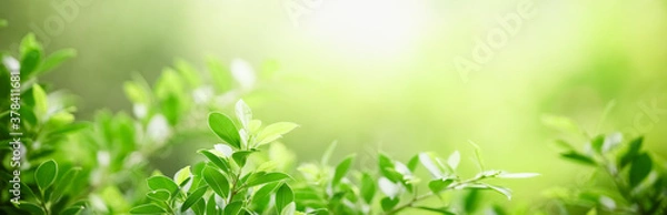 Fototapeta Closeup beautiful attractive nature view of green leaf on blurred greenery background in garden with copy space using as background natural green plants landscape, ecology, fresh cover page concept.