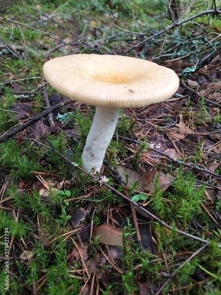Fototapeta Light inedible mushroom in the forest