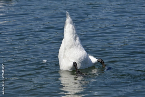 Obraz Tauchender Schwan