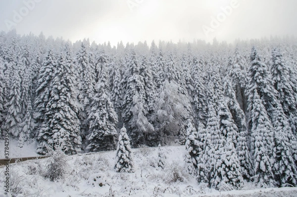 Fototapeta Green spruce branches covered with snow. Snow-covered coniferous forest. Selective focus, copy space. Winter botanical background. Merry christmas and happy new year concept.