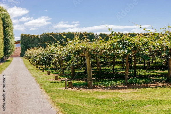 Fototapeta Kiwifruit farm with hedge and crates - Te Puke, Bay of Plenty, North Island, New Zealand