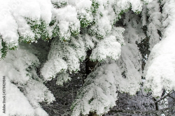 Fototapeta Green spruce branches covered with snow. Close-up. Snow-covered coniferous forest. Selective focus, copy space. Winter botanical background. Merry christmas and happy new year concept.