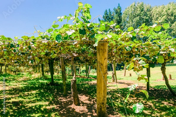 Obraz Kiwifruit farm