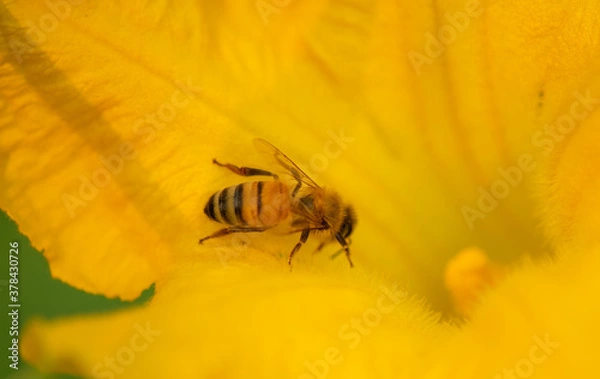 Obraz Honey bee heading down into a squash blossom