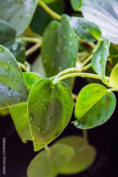 Obraz Close-up on a green leaf of philodendron scandens houseplant with water droplets.