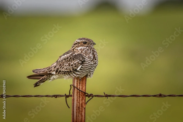 Fototapeta Common Nighthawk on a Fencepost