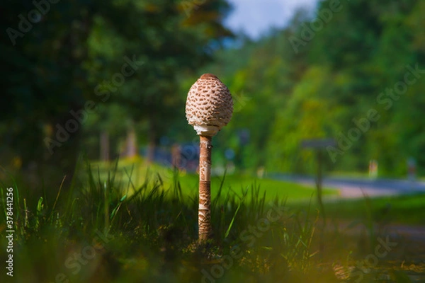 Obraz Duży grzyb kania rośnie w trawie, jesień, roślina, makro, bokeh, przyroda