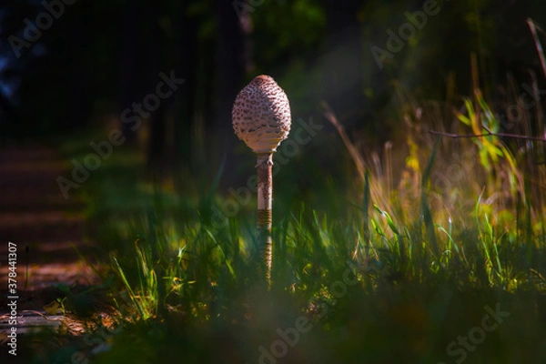 Obraz Duży grzyb kania rośnie w trawie, jesień, roślina, makro, bokeh, przyroda