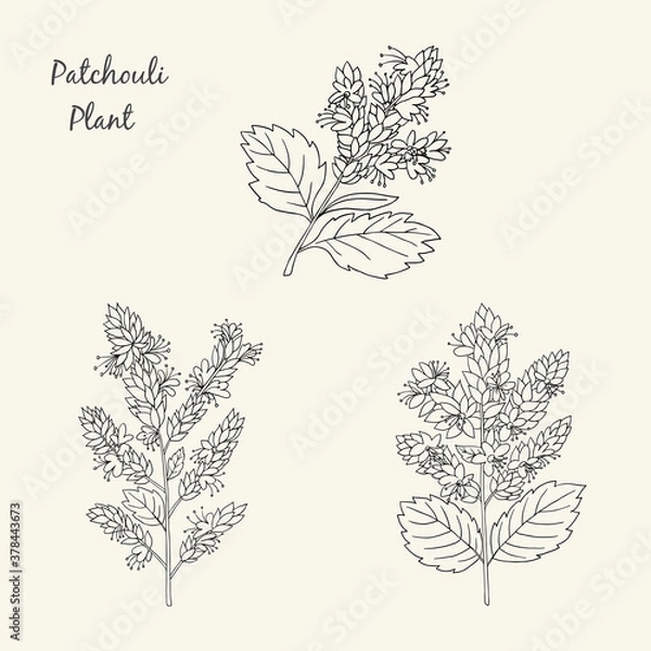 Obraz Herbs, spices and seasonings collection. Vector hand drawn illustration of a medicinal plant patchouli on a light background
