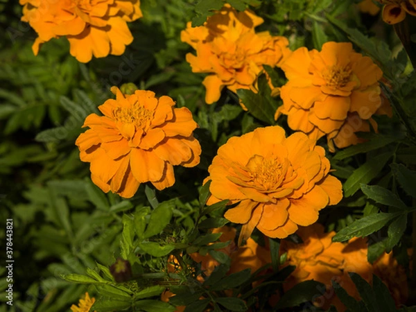 Obraz Orange flowers