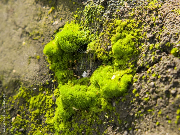 Obraz moss on the asphalt