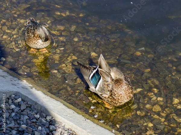 Obraz ducks on the lake