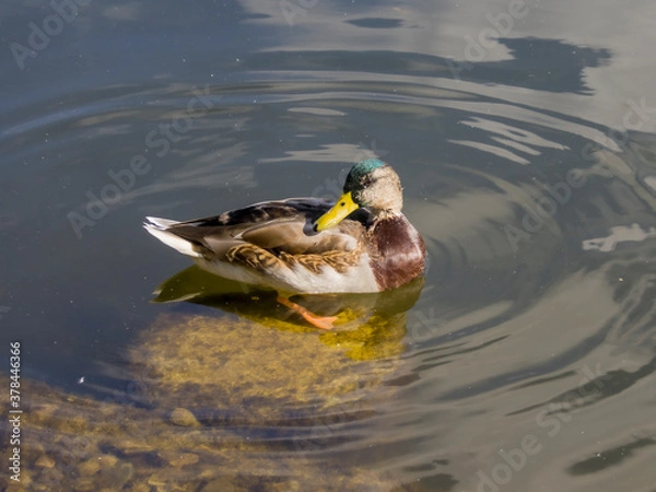 Obraz ducks on the lake