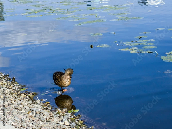 Obraz ducks on the lake