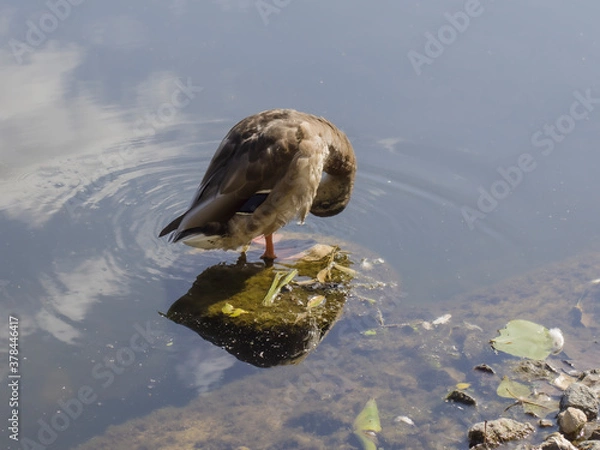 Obraz ducks on the lake
