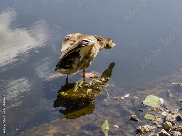 Obraz ducks on the lake