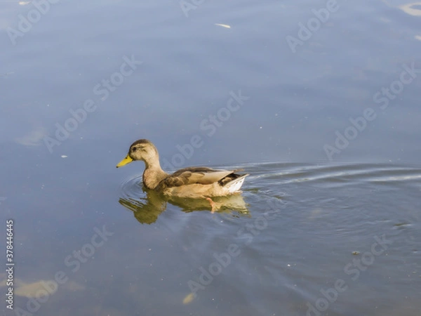 Obraz ducks on the lake