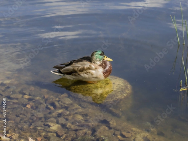 Obraz ducks on the lake
