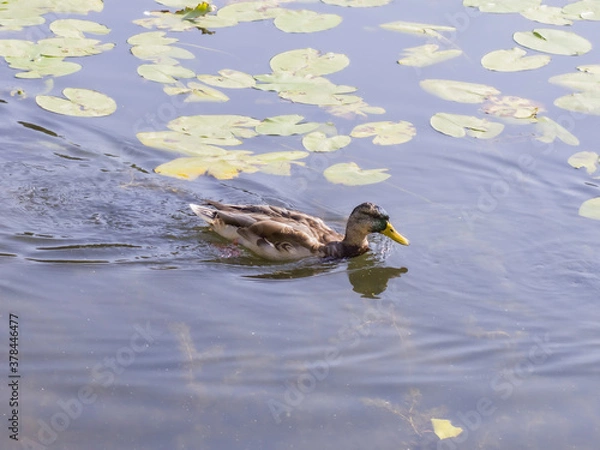 Obraz ducks on the lake