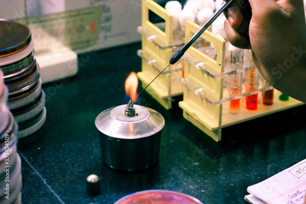Obraz microbiological inoculation loop being heated in a spirit lamp flame for sterilisation disinfection in a microbiology laboratory