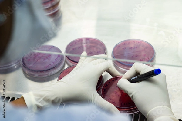 Obraz Laboratory worker labelling a culture plate petri dish with black marker pen inside an asceptic fume hood in a microbiology laboratory setup
