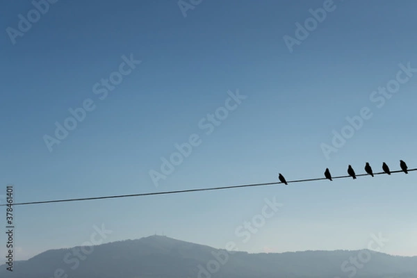 Obraz Six birds on a wire