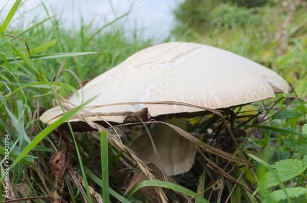 Obraz mushroom in the grass