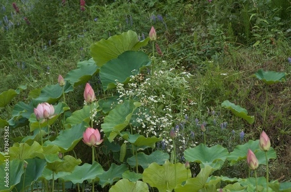 Fototapeta 蓮