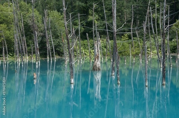 Fototapeta 青い池