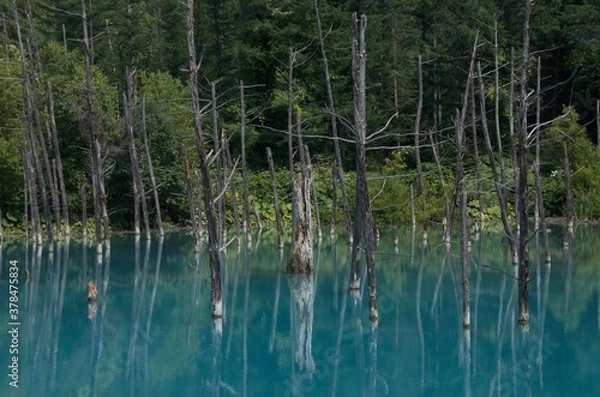 Fototapeta 青い池