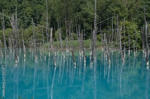 Fototapeta 青い池