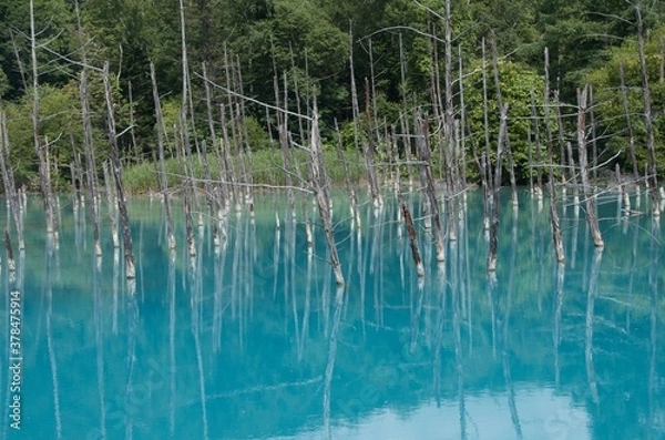 Fototapeta 青い池