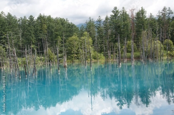 Fototapeta 青い池