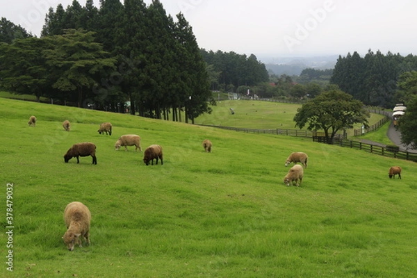 Obraz まかいの牧場での風景