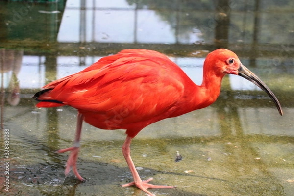 Fototapeta ショウジョウトキ