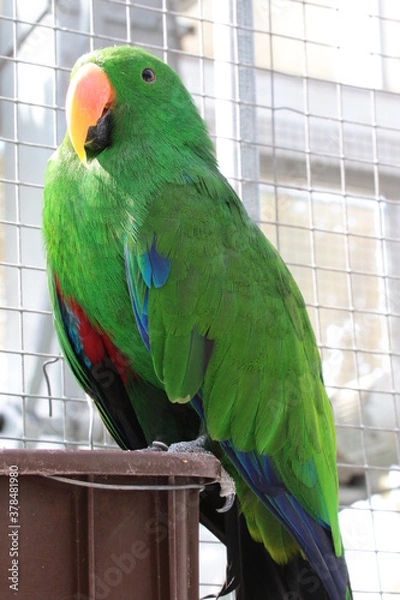 Obraz オオハナインコ