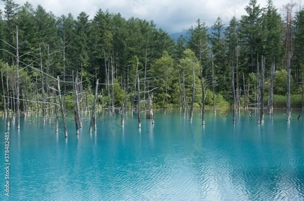 Fototapeta 青い池