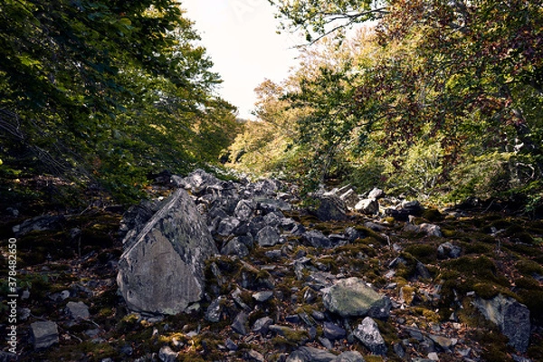 Obraz 
moncayo beech forest