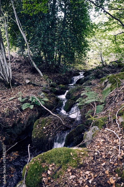 Obraz 
moncayo beech forest