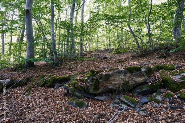 Obraz 
moncayo beech forest