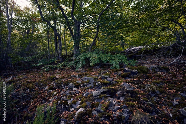 Obraz 
moncayo beech forest