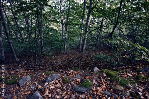 Obraz 
moncayo beech forest