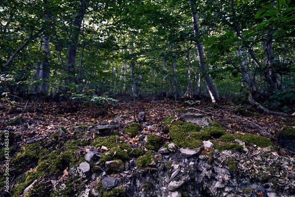 Obraz 
moncayo beech forest