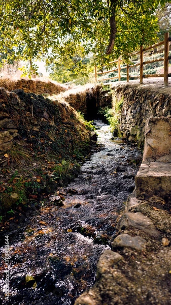 Obraz 
moncayo beech forest