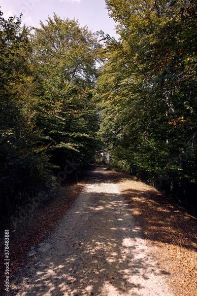 Obraz 
moncayo beech forest